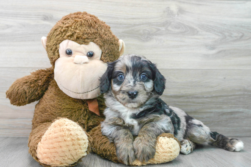 Adorable Aussiepoo Poodle Mix Puppy