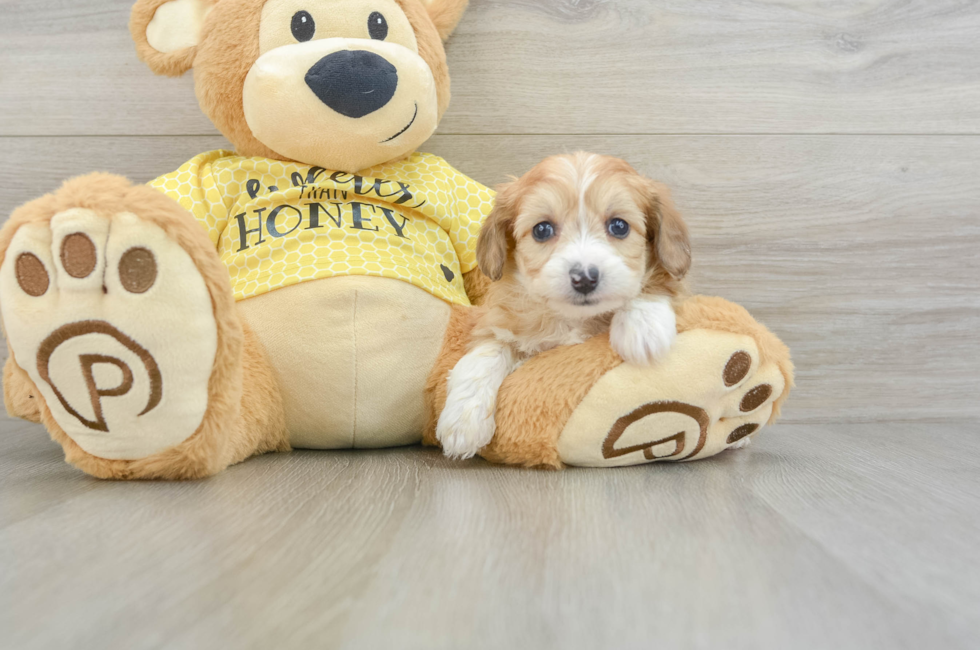 7 week old Mini Aussiedoodle Puppy For Sale - Premier Pups