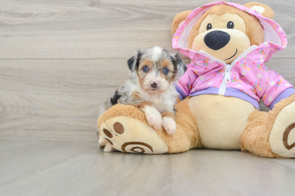 5 week old Mini Aussiedoodle Puppy For Sale - Premier Pups