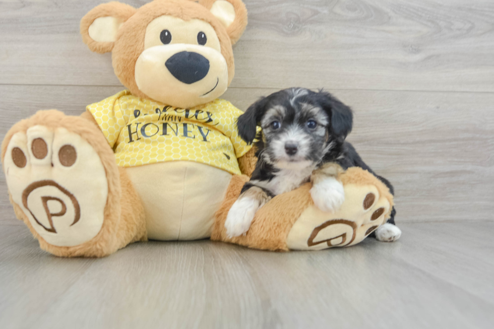 Smart Mini Aussiedoodle Poodle Mix Pup