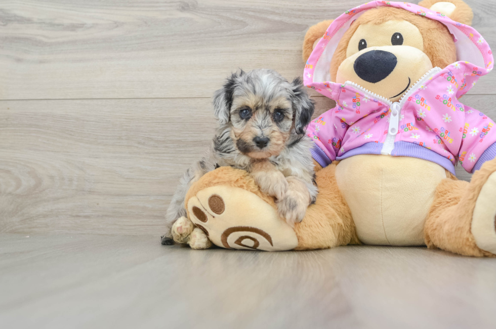 5 week old Mini Aussiedoodle Puppy For Sale - Premier Pups