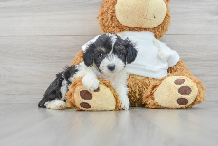 Fluffy Mini Aussiedoodle Poodle Mix Pup