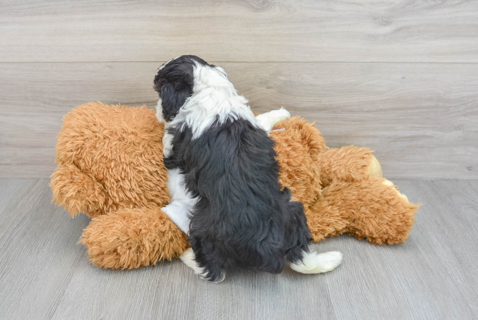 Mini Aussiedoodle Puppy for Adoption