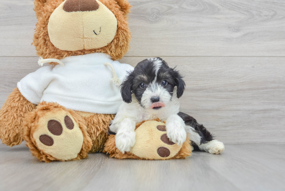 Best Mini Aussiedoodle Baby