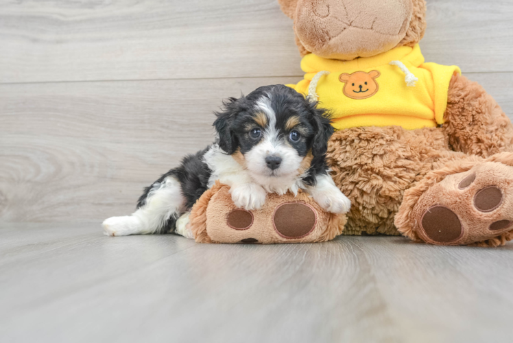 Best Mini Aussiedoodle Baby