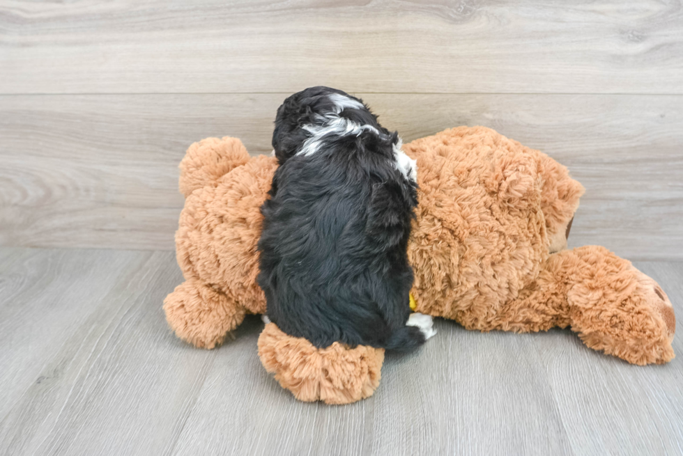 Best Mini Aussiedoodle Baby