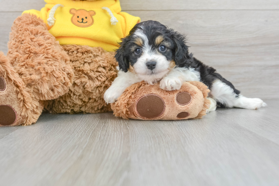 Mini Aussiedoodle Pup Being Cute