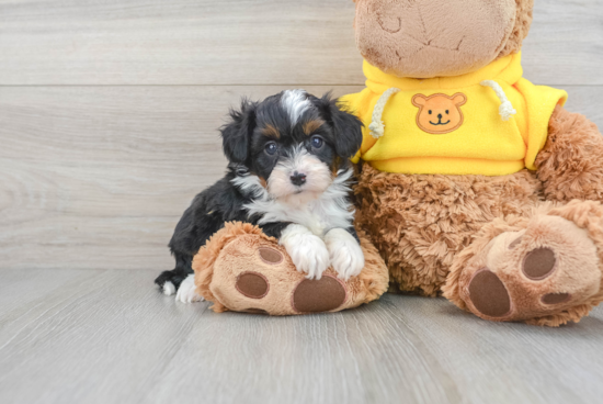 Best Mini Aussiedoodle Baby