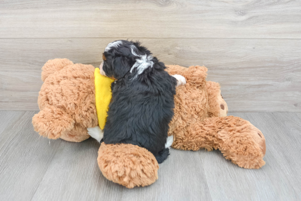 Best Mini Aussiedoodle Baby