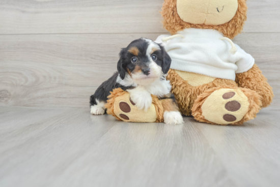 Mini Aussiedoodle Pup Being Cute