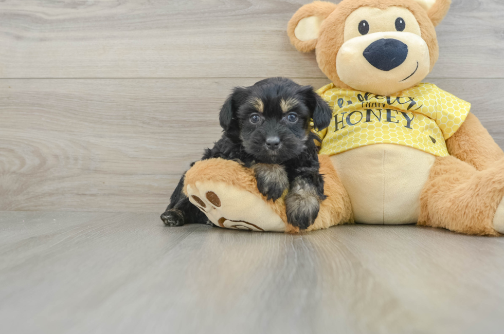 7 week old Mini Aussiedoodle Puppy For Sale - Premier Pups