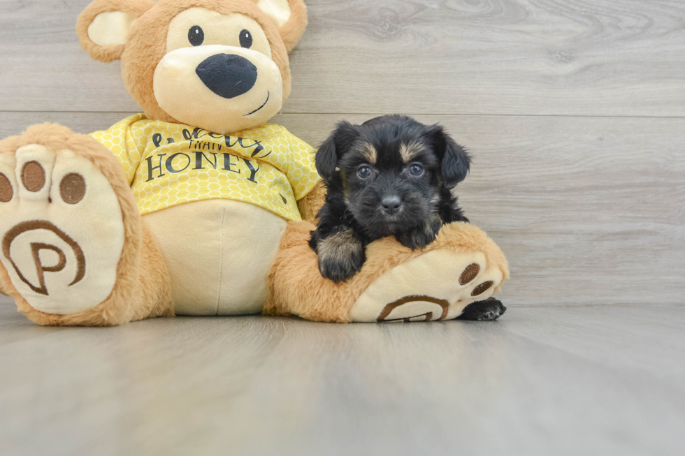 Best Mini Aussiedoodle Baby