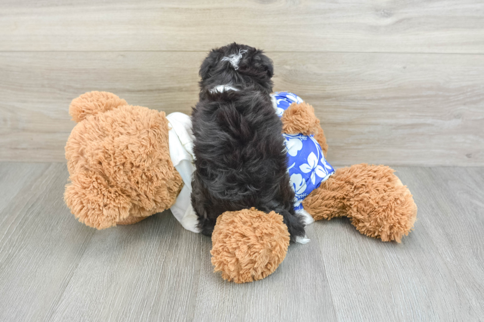 Mini Aussiedoodle Pup Being Cute