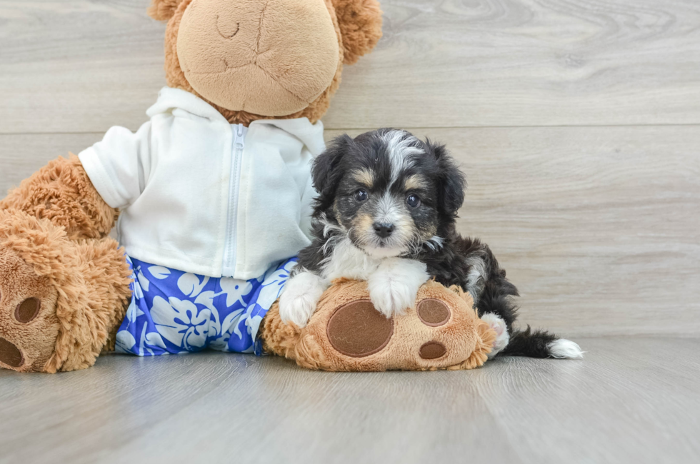 7 week old Mini Aussiedoodle Puppy For Sale - Premier Pups