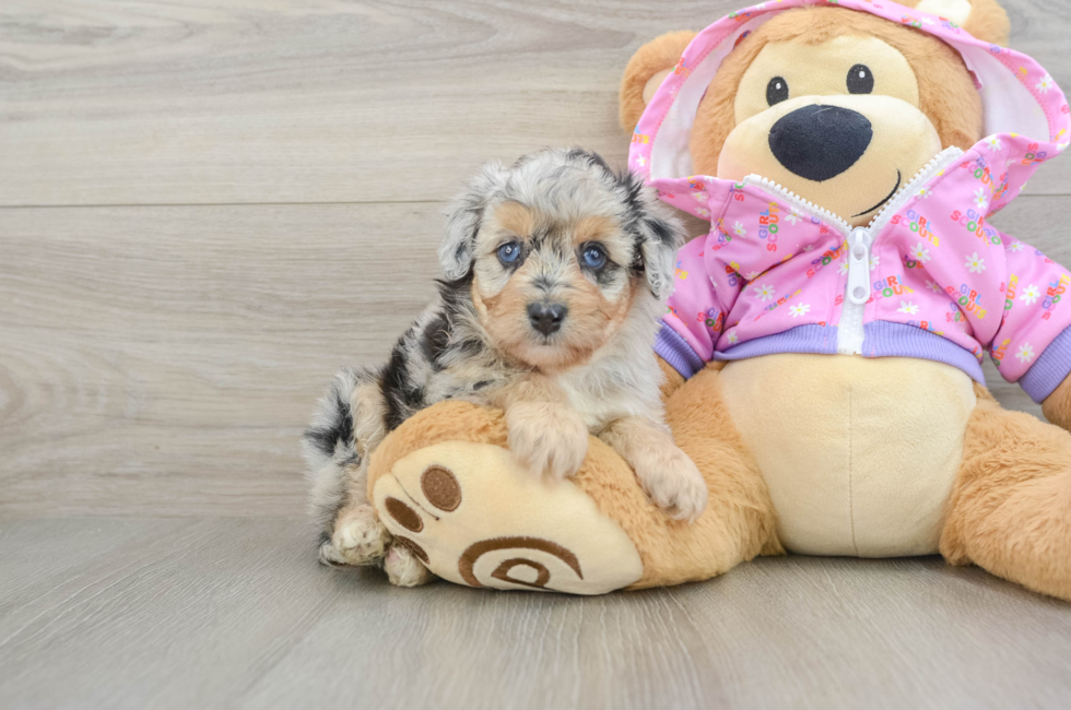 5 week old Mini Aussiedoodle Puppy For Sale - Premier Pups