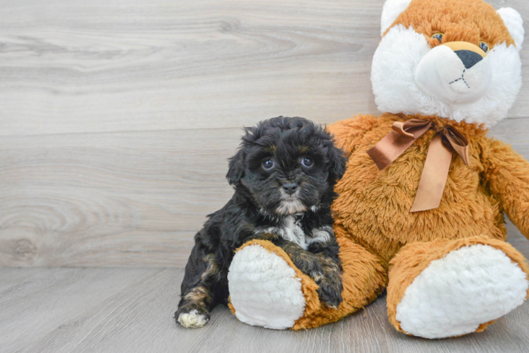 Mini Aussiedoodle Pup Being Cute