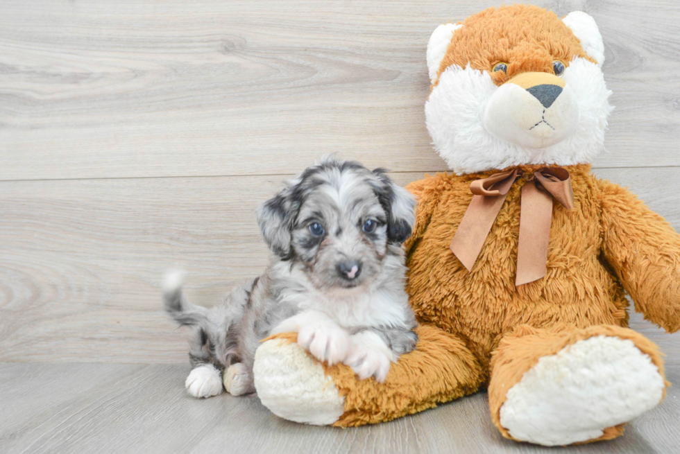 Best Mini Aussiedoodle Baby
