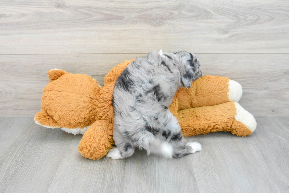 Best Mini Aussiedoodle Baby