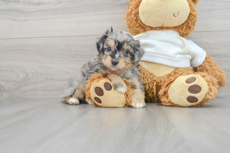 Mini Aussiedoodle Puppy for Adoption