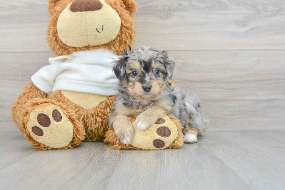 Sweet Mini Aussiedoodle Baby