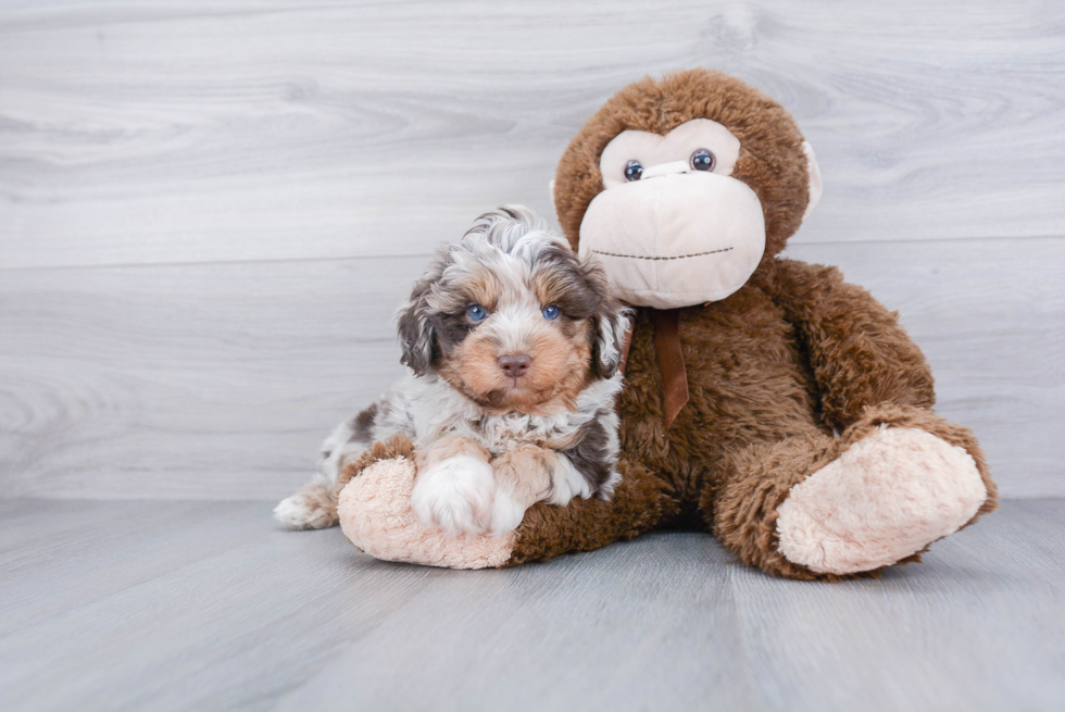 Petite Mini Aussiedoodle Poodle Mix Pup