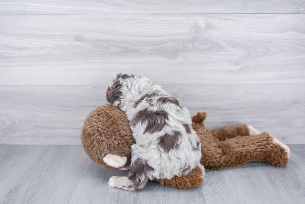 Best Mini Aussiedoodle Baby