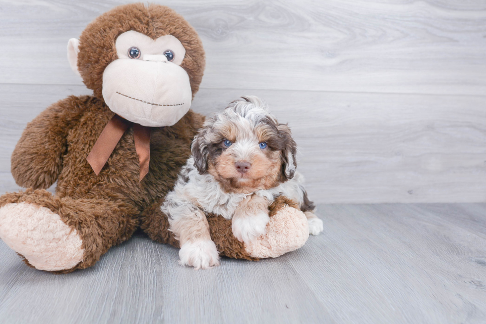 Mini Aussiedoodle Pup Being Cute