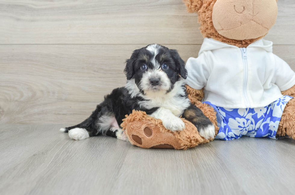 8 week old Mini Aussiedoodle Puppy For Sale - Premier Pups