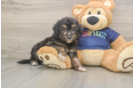 Smart Mini Aussiedoodle Poodle Mix Pup