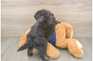 Fluffy Mini Aussiedoodle Poodle Mix Pup