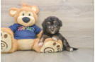 Hypoallergenic Aussiepoo Poodle Mix Puppy