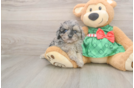 Playful Mini Aussiepoodle Poodle Mix Puppy