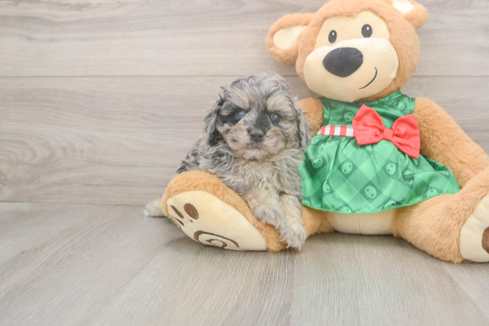 Playful Mini Aussiepoodle Poodle Mix Puppy