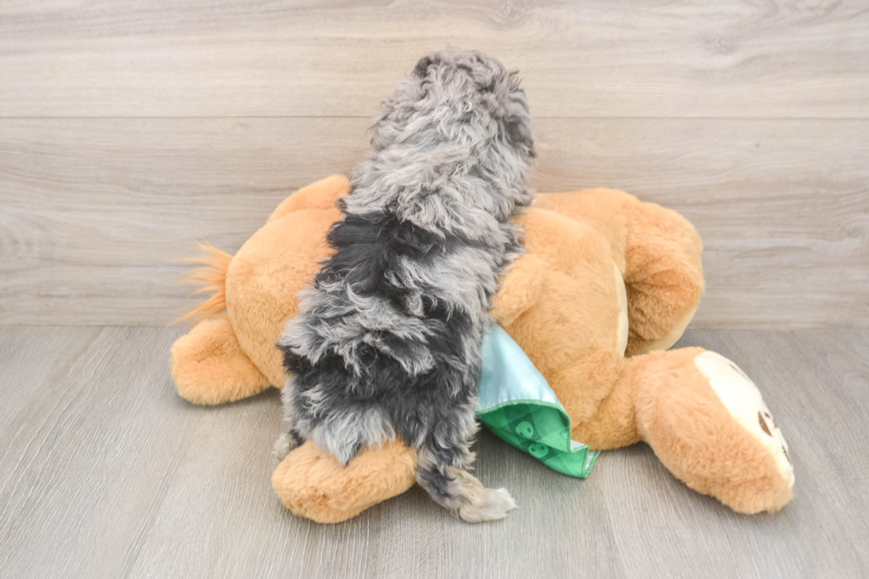 Mini Aussiedoodle Pup Being Cute