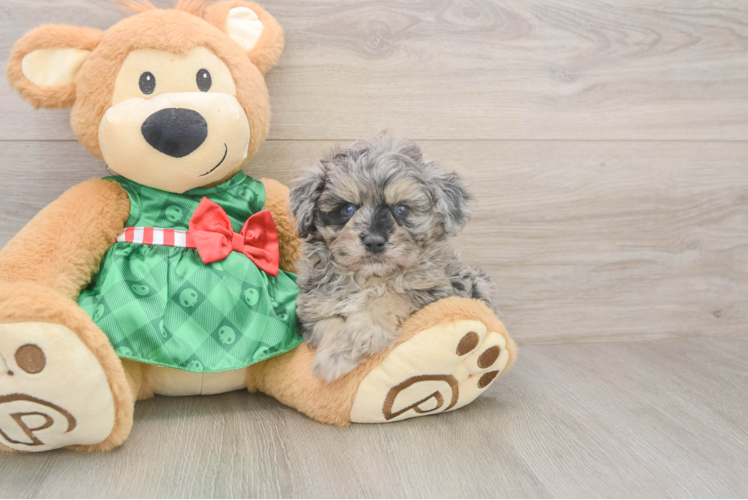 Happy Mini Aussiedoodle Baby