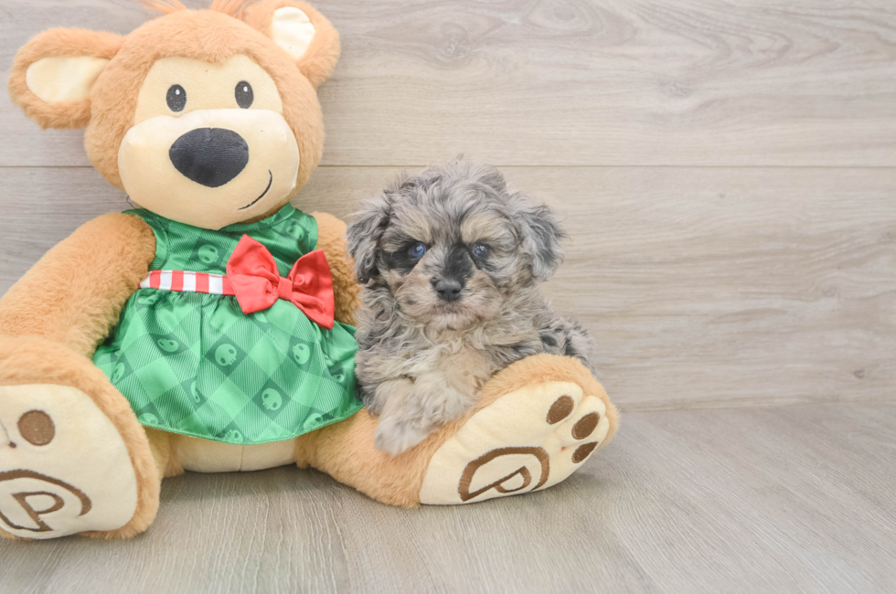 5 week old Mini Aussiedoodle Puppy For Sale - Premier Pups