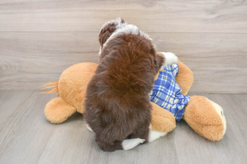 Little Mini Aussiepoo Poodle Mix Puppy