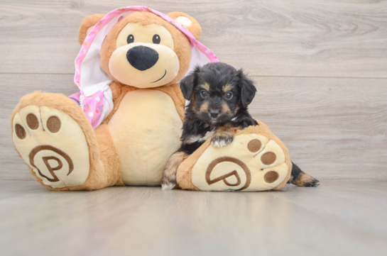 Cute Mini Aussiedoodle Baby