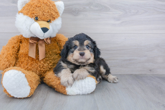 Best Mini Aussiedoodle Baby