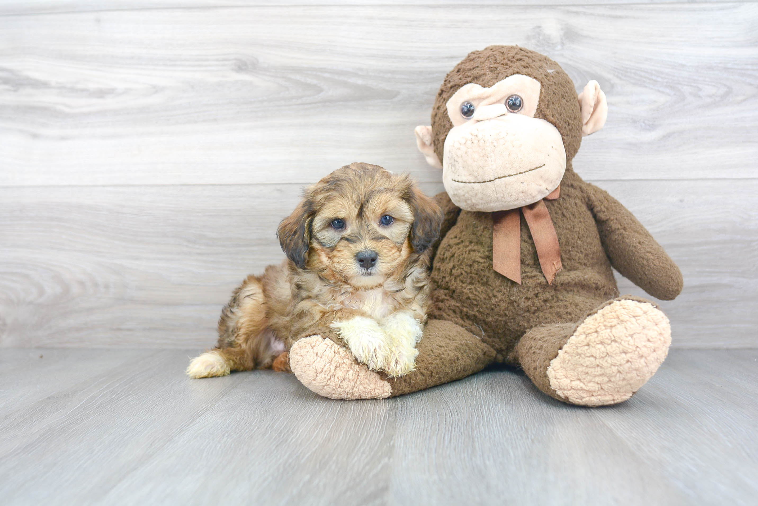 Best Mini Aussiedoodle Baby