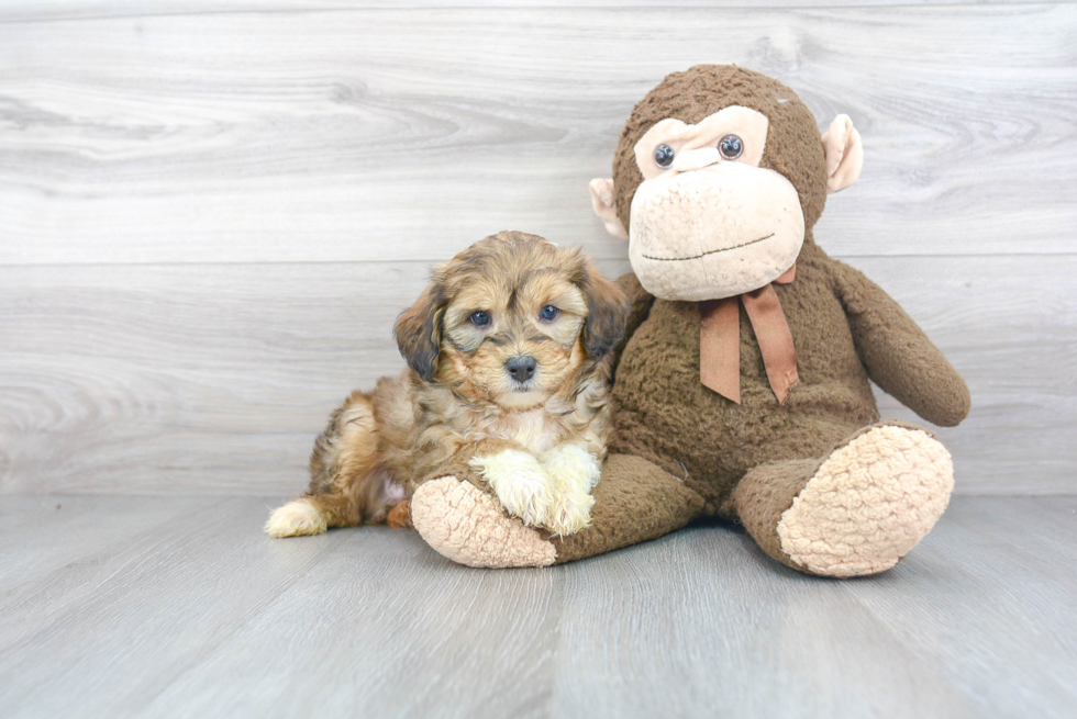 Best Mini Aussiedoodle Baby