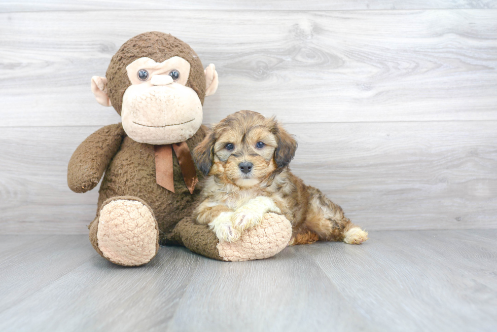 Petite Mini Aussiedoodle Poodle Mix Pup