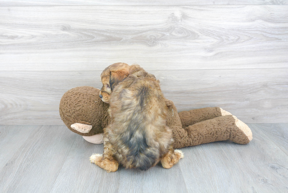 Sweet Mini Aussiedoodle Baby