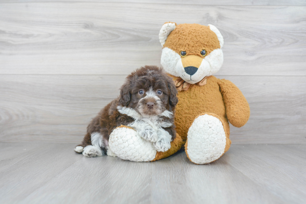 Petite Mini Aussiedoodle Poodle Mix Pup