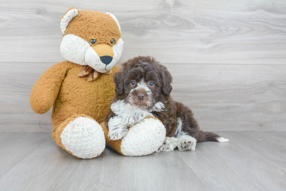 Best Mini Aussiedoodle Baby