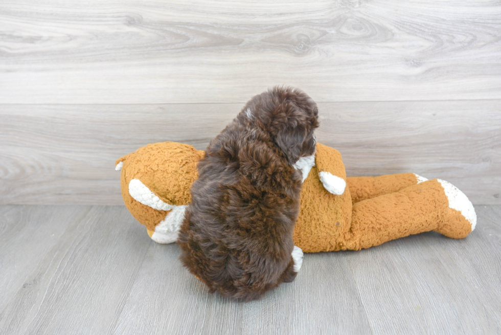 Happy Mini Aussiedoodle Baby