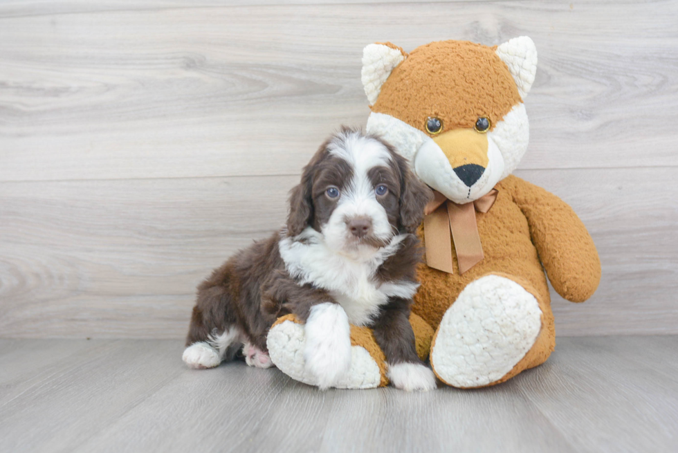 Mini Aussiedoodle Pup Being Cute