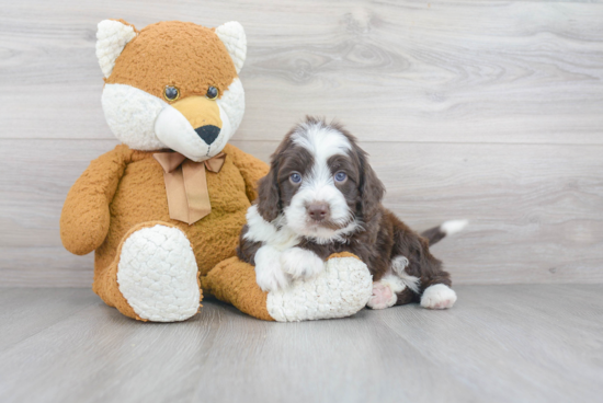 Funny Mini Aussiedoodle Poodle Mix Pup