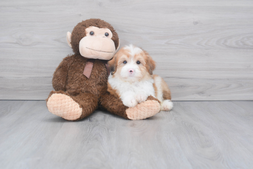 Popular Mini Aussiedoodle Poodle Mix Pup