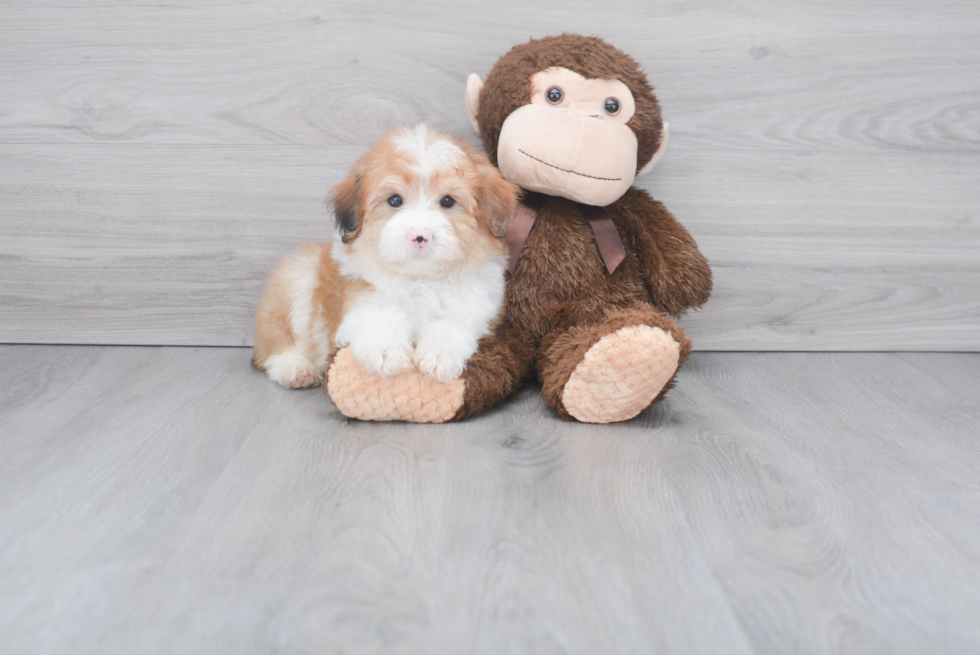 Mini Aussiedoodle Pup Being Cute